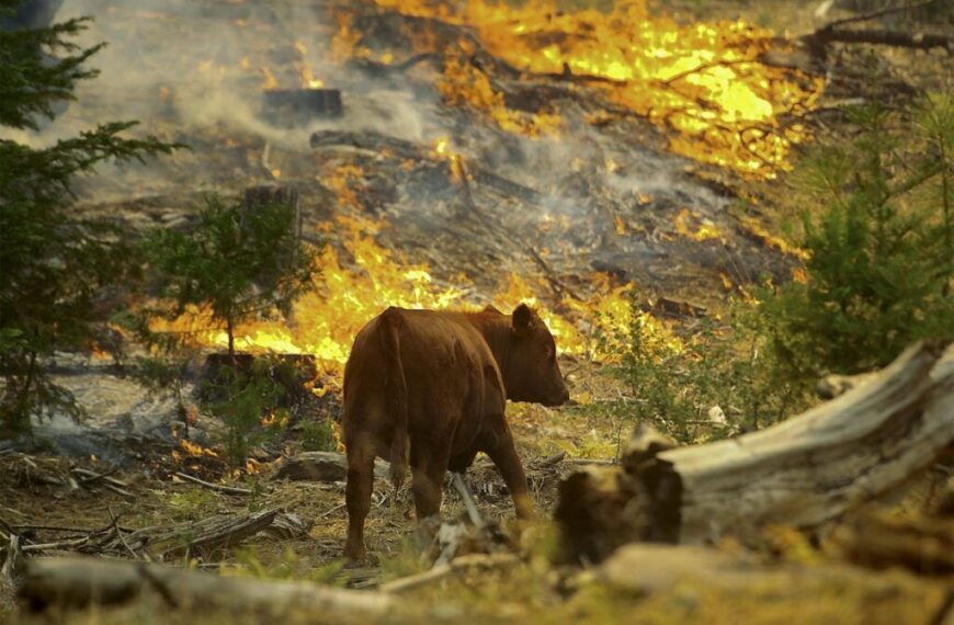 Fondo de Protección Ambiental Apoya a Centros de Rescate y Rehabilitación de Fauna Silvestre