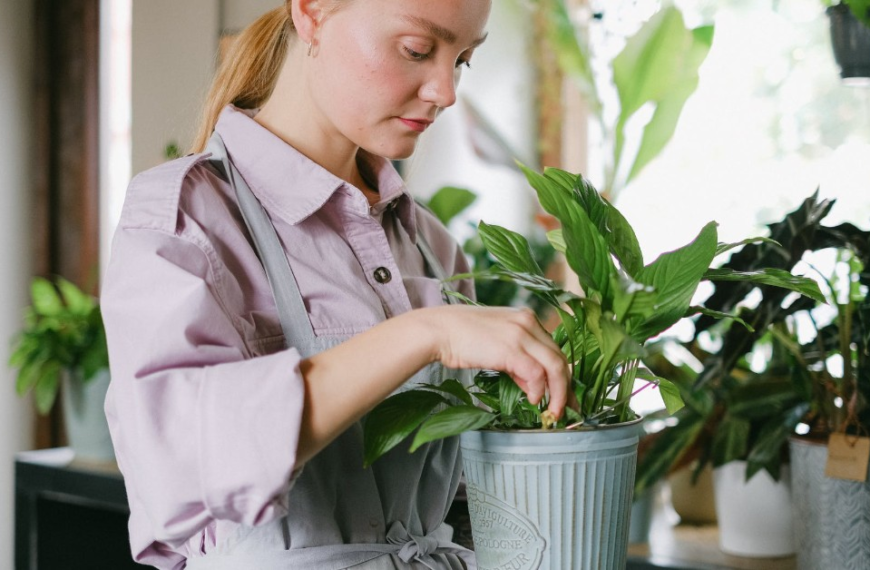 Cuidado de Plantas de Interior: Guía Completa