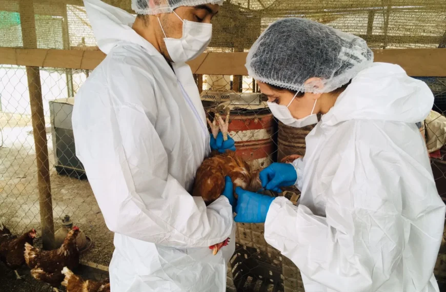 Influenza aviar: Suspensión de importaciones avícolas en Chile