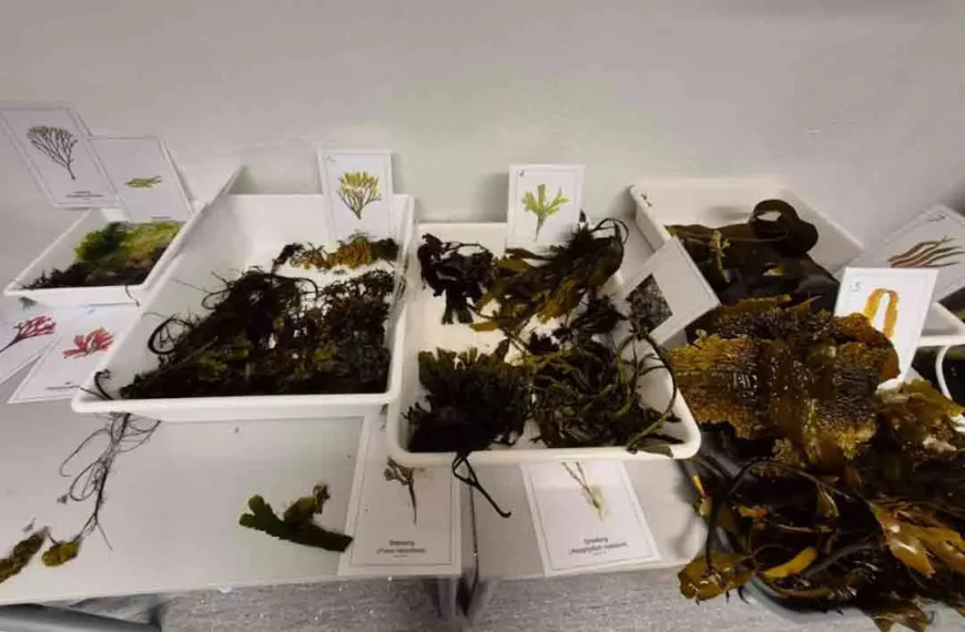 Taller Internacional FOVI: Acuicultura de Macroalgas